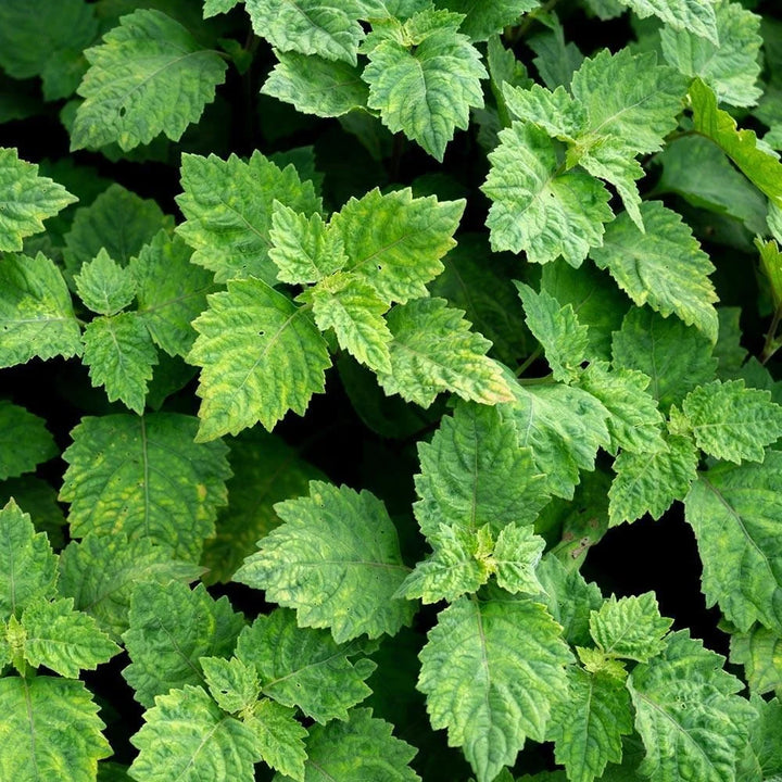 Patchouli (Pogostemon cablin) — ingredient used in Zea natural wellness products