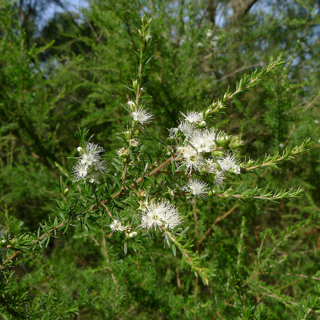 塔斯马尼亚昆士亚油 - 如 WIN 新闻所见