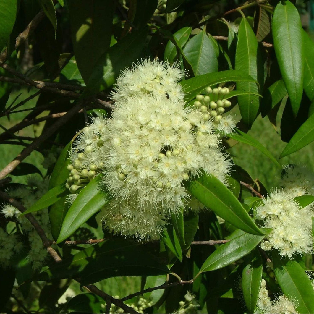 柠檬桃金娘油的好处和用途