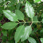 Australian Sandalwood