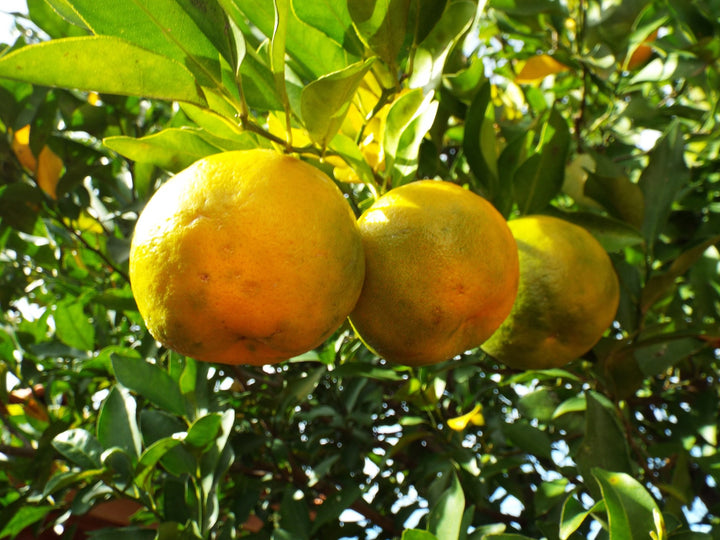Bergamot (Citrus bergamia) — ingredient used in Zea natural wellness products
