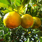 Bergamot (Citrus bergamia)