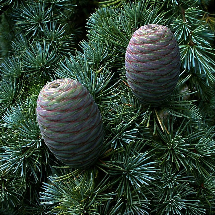 Cedarwood (Cedrus atlantica) — ingredient used in Zea natural wellness products