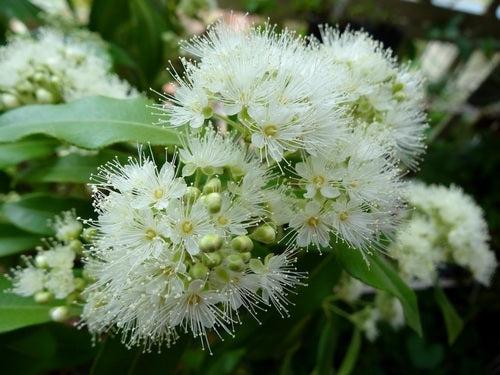 Australian Lemon Myrtle (Backhousia citriodora) — ingredient used in Zea natural wellness products