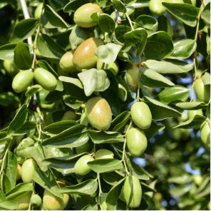 Jojoba Seed Oil (Australian Simmondsia Chinensis) — ingredient used in Zea natural wellness products
