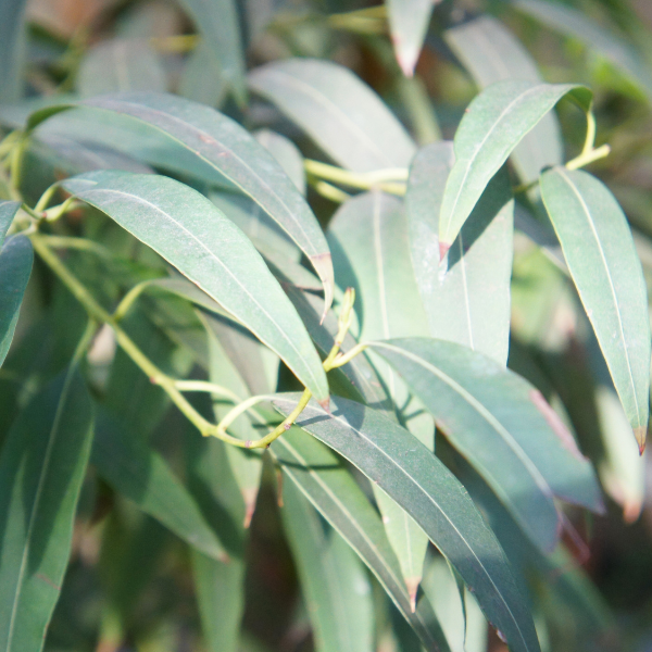 Peppermint Gum (Eucalyptus dives) — ingredient used in Zea natural wellness products
