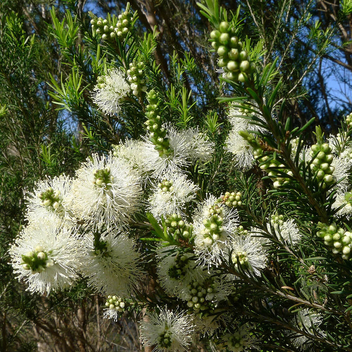 Australian Rosalina (Melaleuca ericifolia) — ingredient used in Zea natural wellness products