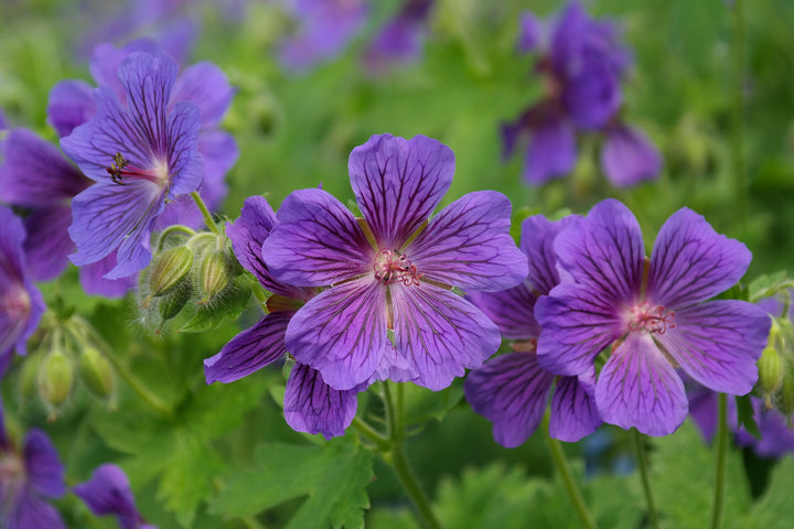 Rose Geranium (Pelargonium graveolens) — ingredient used in Zea natural wellness products