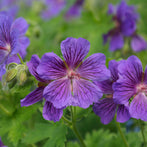 Rose Geranium (Pelargonium graveolens)