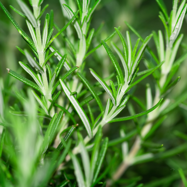 Rosemary Extract (Rosmarinus Officinalis) — ingredient used in Zea natural wellness products