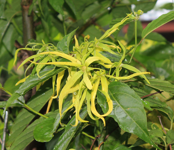 Ylang Ylang (Cananga odorata) — ingredient used in Zea natural wellness products