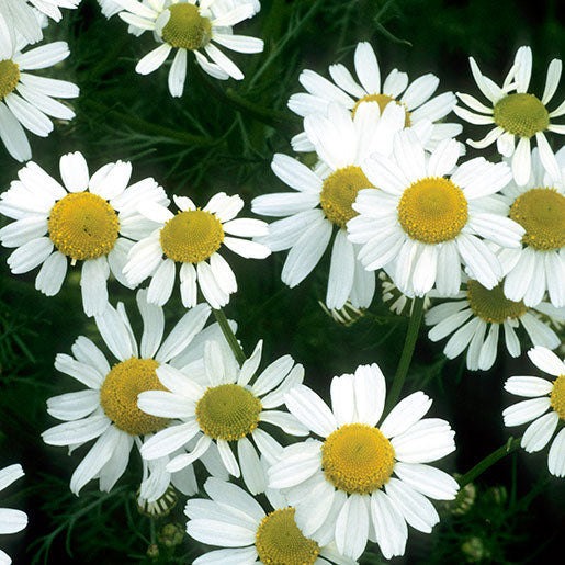 Chamomile German Extract (Matricaria chamomilla) — ingredient used in Zea natural wellness products