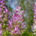 Clary Sage (Salvia sclarea)
