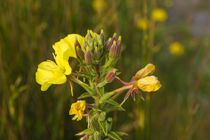 Evening Primrose Oil (Oenothera biennis) — ingredient used in Zea natural wellness products