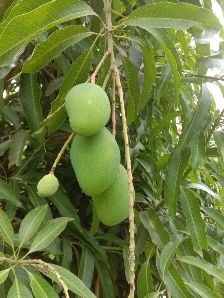 Mango Butter (Mangifera indica) — ingredient used in Zea natural wellness products