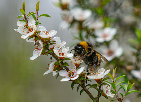 Manuka Honey (Leptospermum scoparium) — ingredient used in Zea natural wellness products