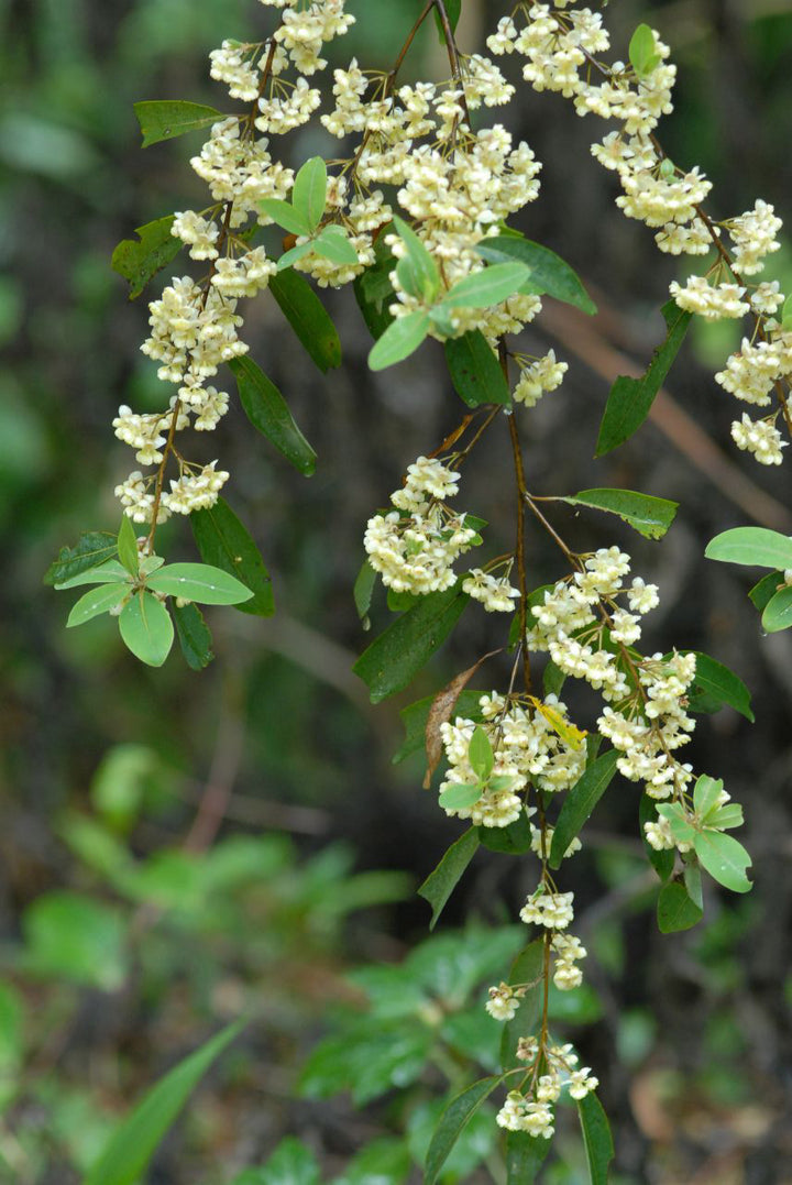 May Chang (Litsea cubeba) — ingredient used in Zea natural wellness products