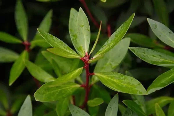 Mountain Pepperleaf (Tasmannia lanceolata (leaf)) — ingredient used in Zea natural wellness products