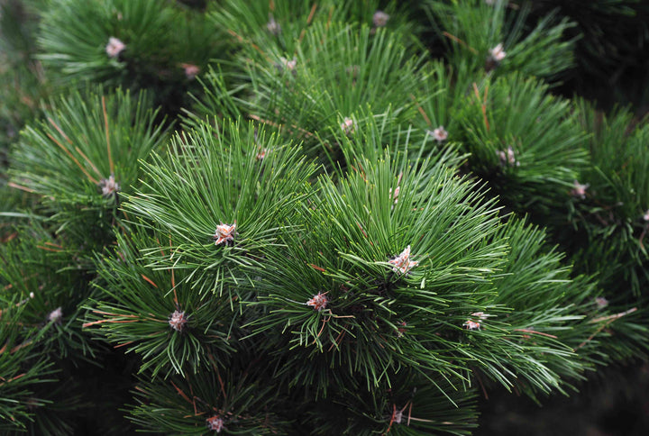 Scotch Pine (Pinus sylvestris) — ingredient used in Zea natural wellness products