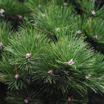 Scotch Pine (Pinus sylvestris)